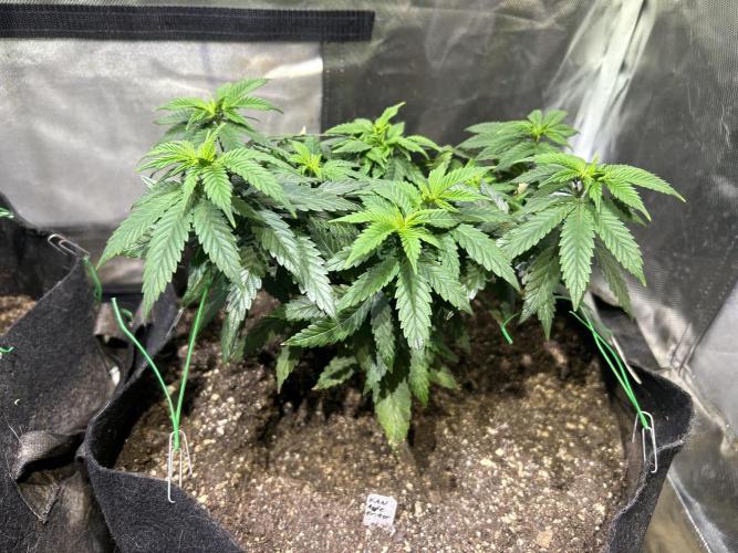 Kannabia - Apple Fritter. Week 11