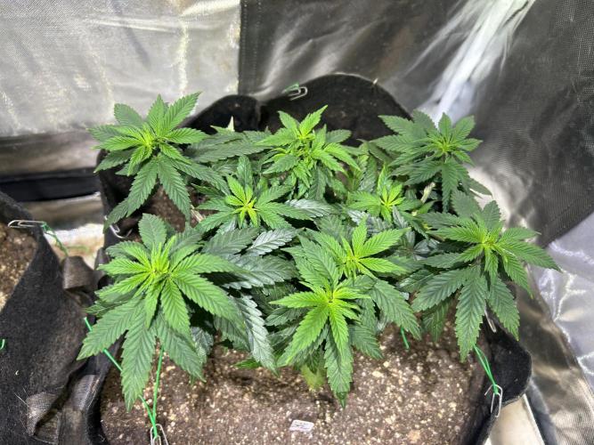 Kannabia - Apple Fritter. Week 11 - 11/15/25