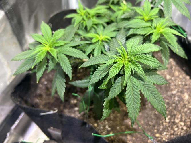 Kannabia - Apple Fritter. Week 11