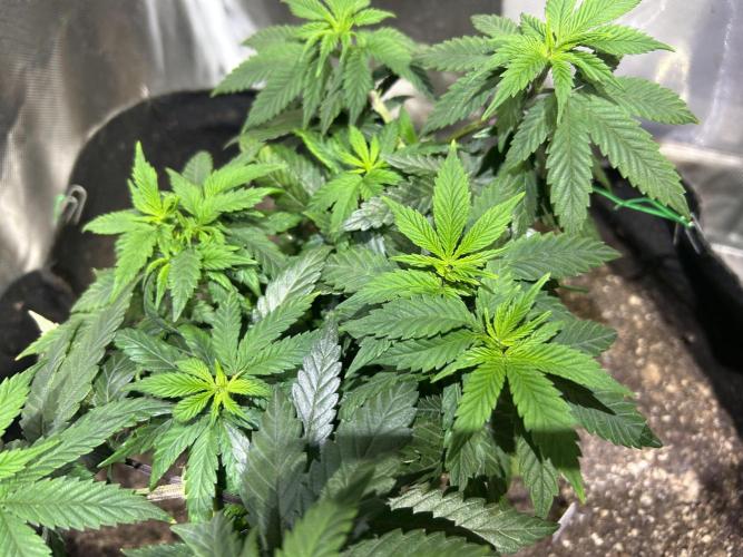 Kannabia - Apple Fritter. Week 11