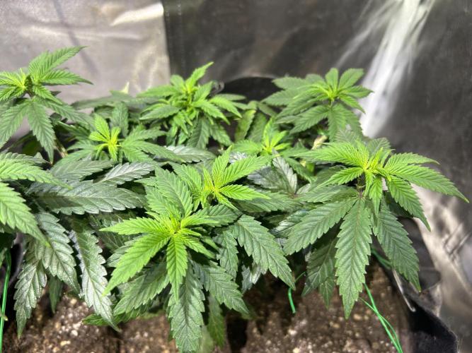 Kannabia - Apple Fritter. Week 11