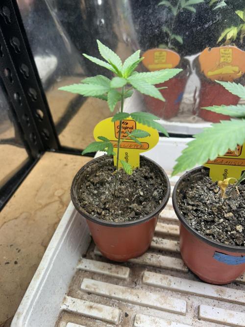 OSS - Blackwater. Week 4 - 11/15/25