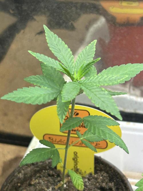 OSS - Blackwater. Week 4