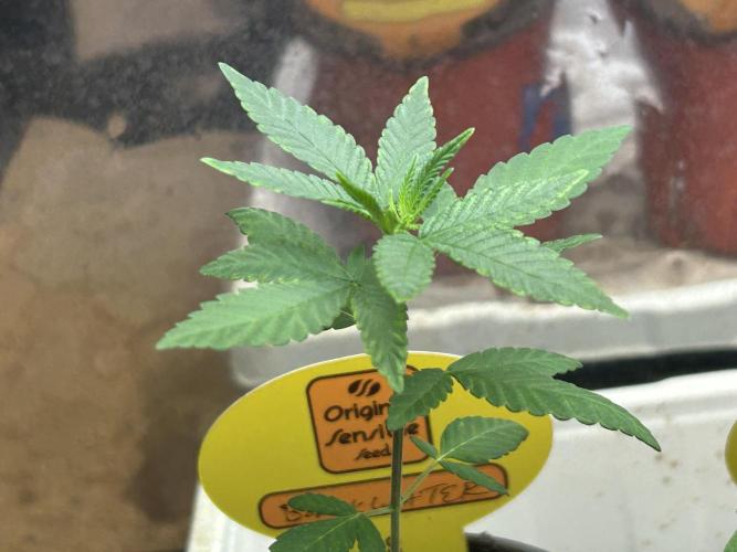 OSS - Blackwater. Week 4