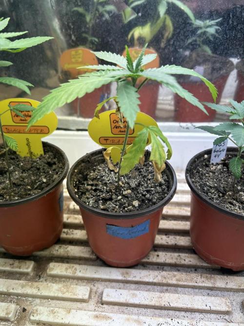 OSS - Tiramisu. Week 4 - 11/15/25