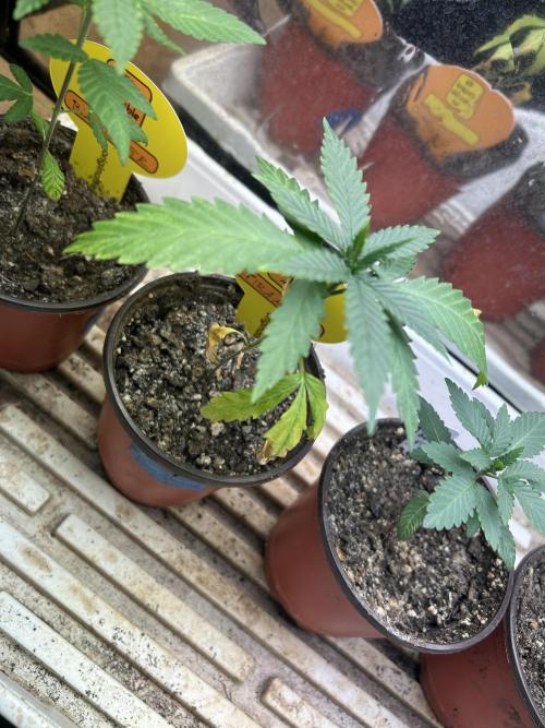 OSS - Tiramisu. Week 4