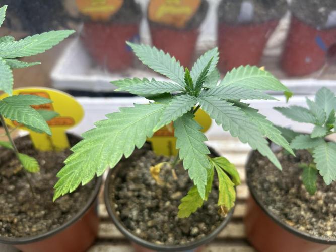 OSS - Tiramisu. Week 4