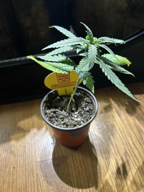 OSS - Tiramisu. Week 5