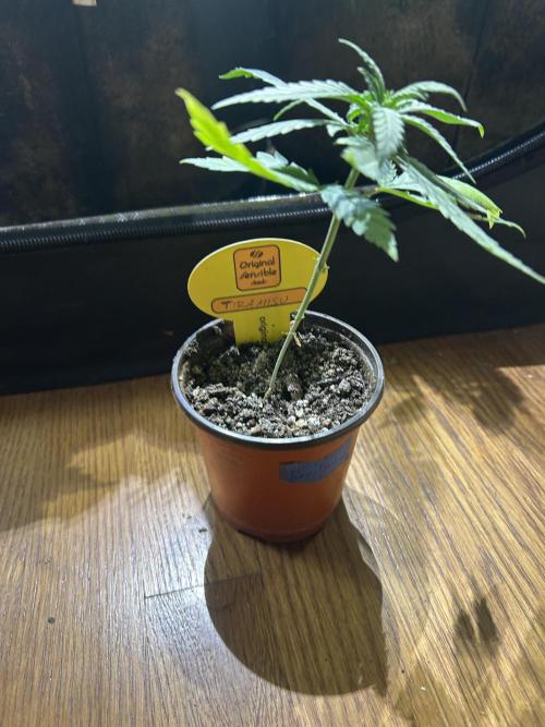 OSS - Tiramisu. Week 5