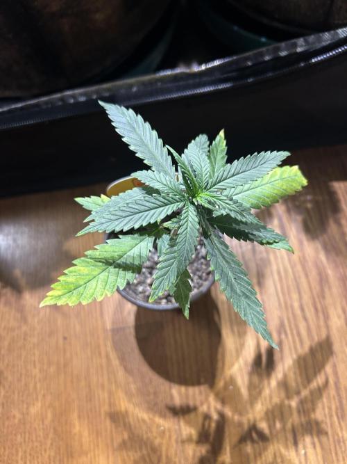 OSS - Tiramisu. Week 5