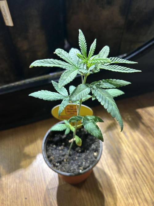 OSS - Blackwater. Week 5