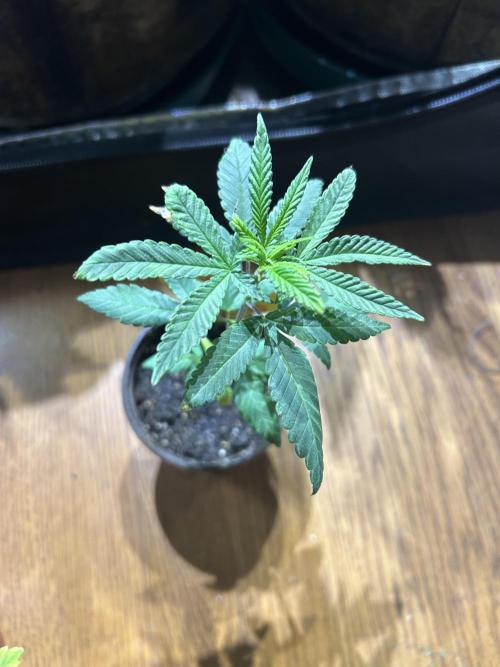 OSS - Blackwater. Week 5