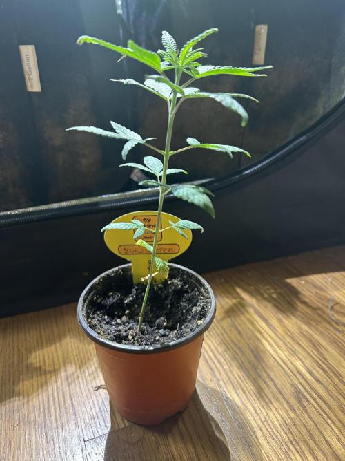 OSS - Blackwater. Week 5