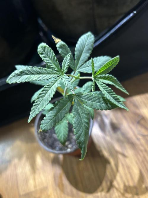 OSS - Blackwater. Week 5 - 11/22/25