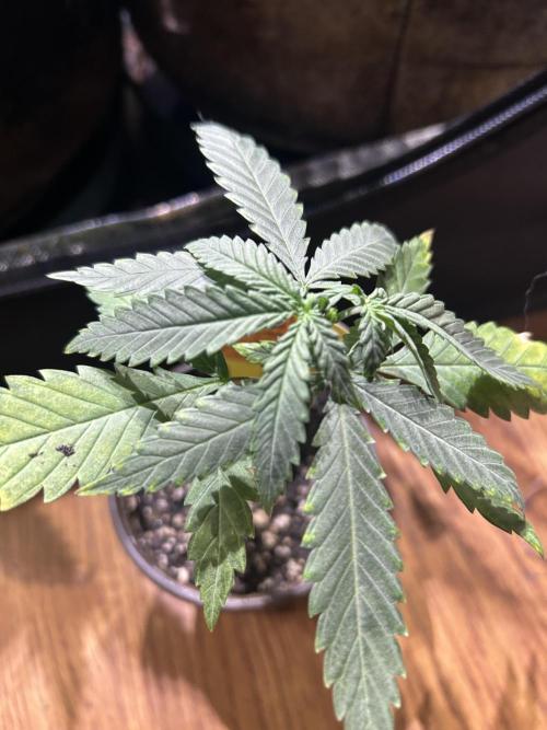 OSS - Tiramisu. Week 5 - 11/22/25