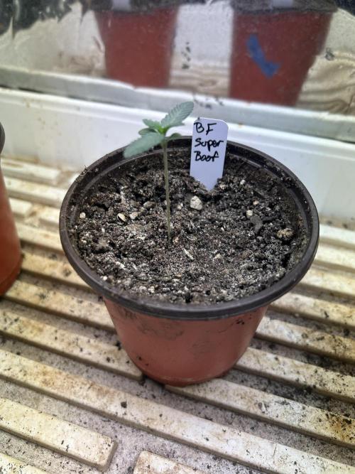 BF - Super Boof. Week 2 - 11/22/25