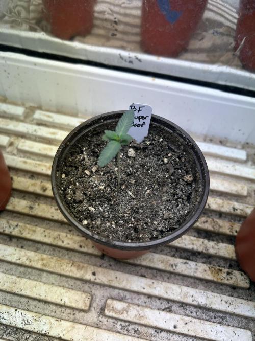 BF - Super Boof. Week 2