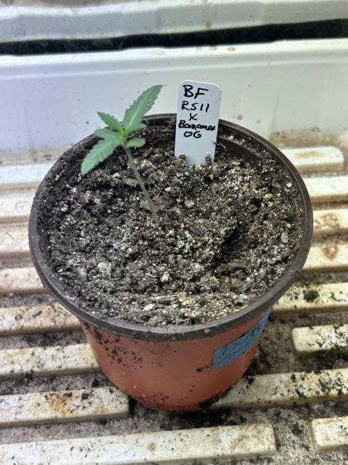 BF - RS11 x Banana OG. Week 2 - 11/22/25