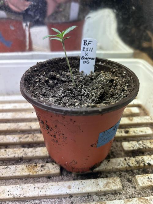 BF - RS11 x Banana OG. Week 2