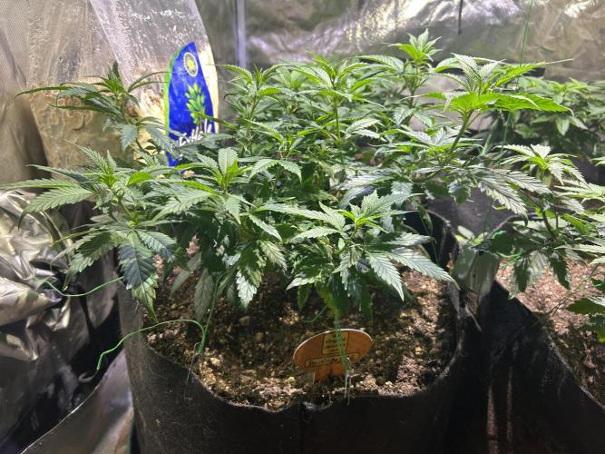 OSS - Do-Si-Dos OG. Week 12