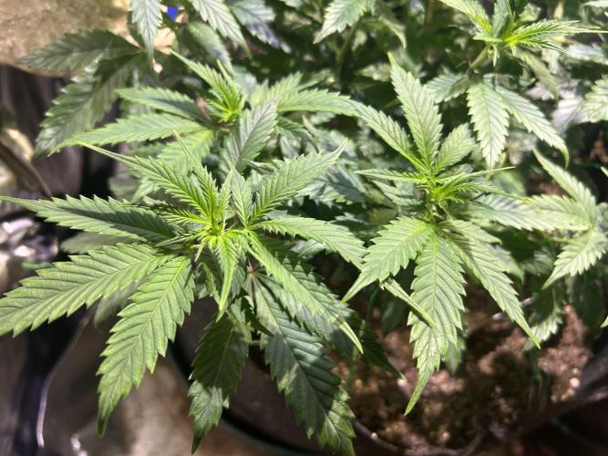 OSS - Do-Si-Dos OG. Week 12