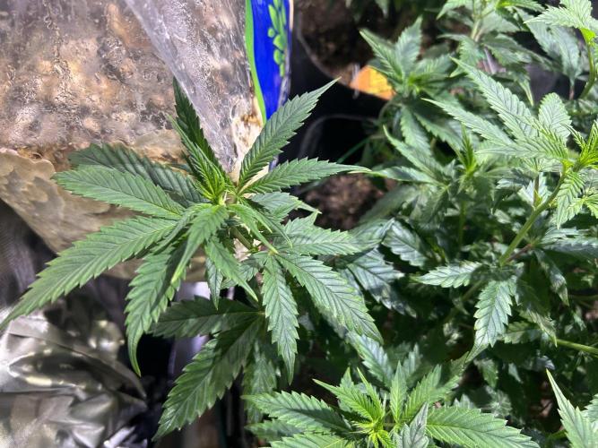 OSS - Do-Si-Dos OG. Week 12