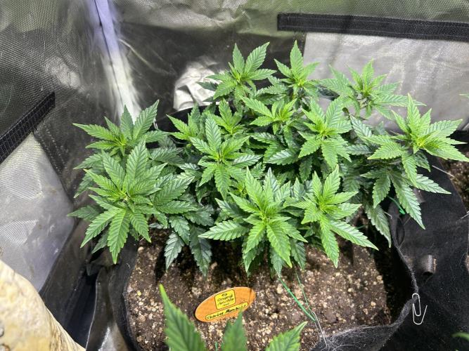 OSS - Sherbet Moonrocks. Week 12 - 11/22/25