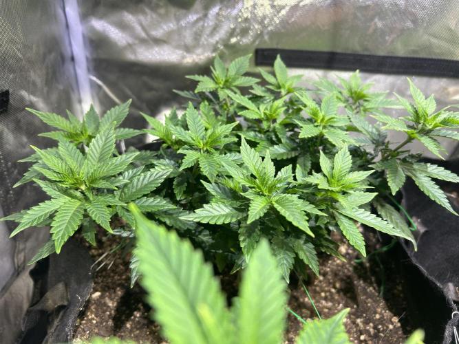 OSS - Sherbet Moonrocks. Week 12