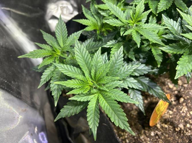 OSS - Sherbet Moonrocks. Week 12