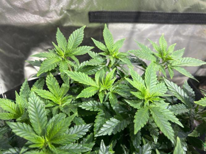 OSS - Sherbet Moonrocks. Week 12