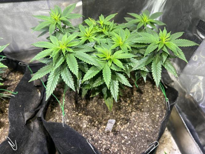 Kannabia - Apple Fritter. Week 12 - 11/22/25