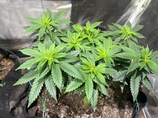 Kannabia - Apple Fritter. Week 12