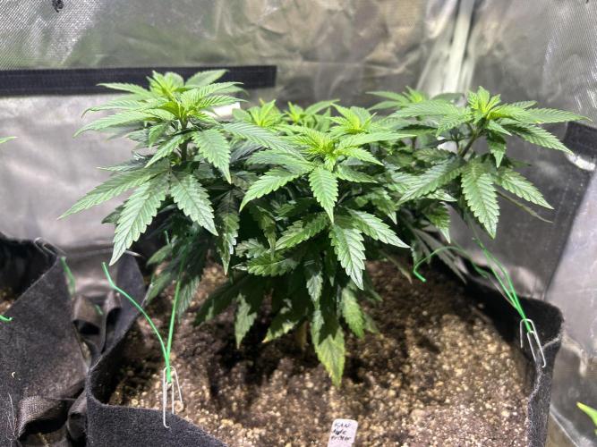 Kannabia - Apple Fritter. Week 12