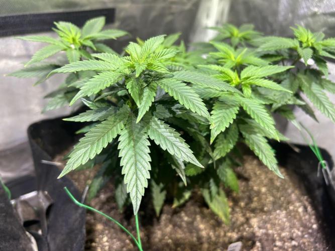 Kannabia - Apple Fritter. Week 12