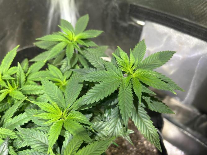 Kannabia - Apple Fritter. Week 12