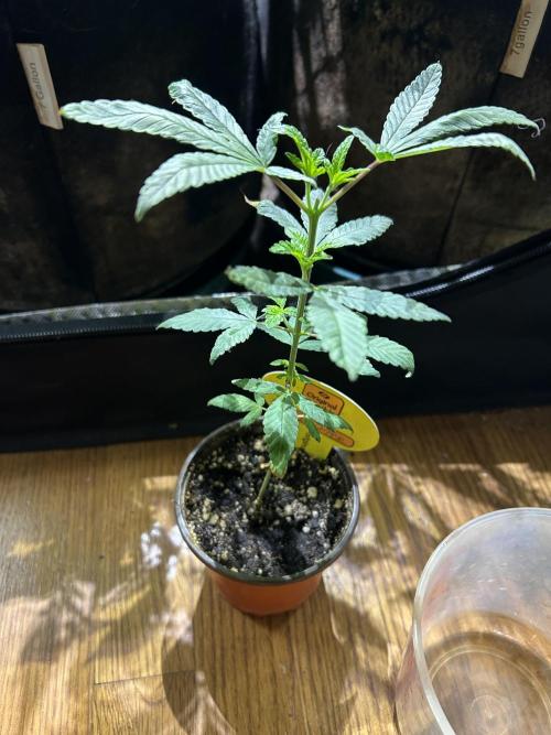 OSS - Blackwater. Week 6 - 11/29/25