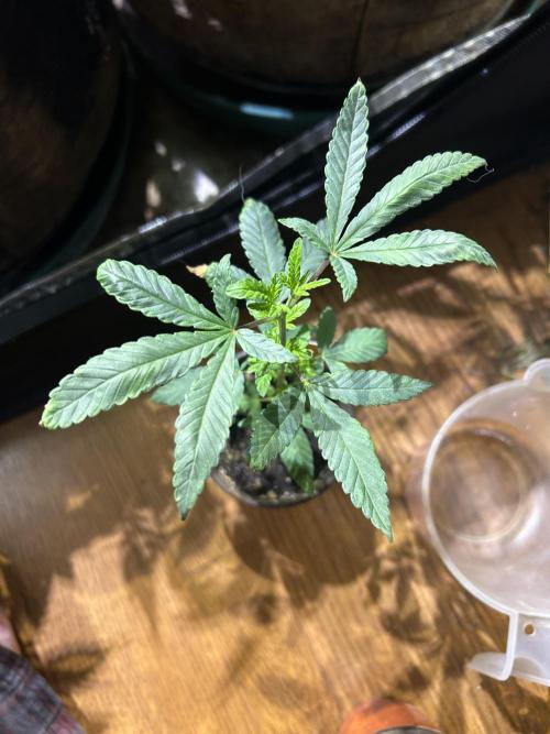 OSS - Blackwater. Week 6