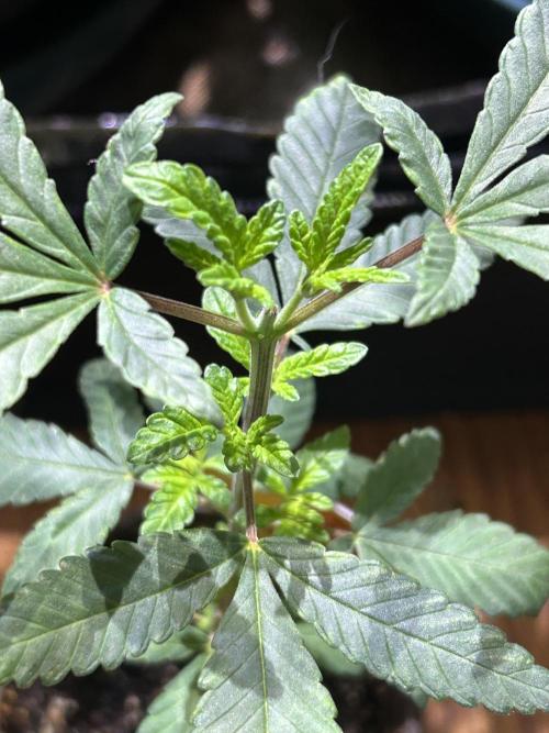 OSS - Blackwater. Week 6