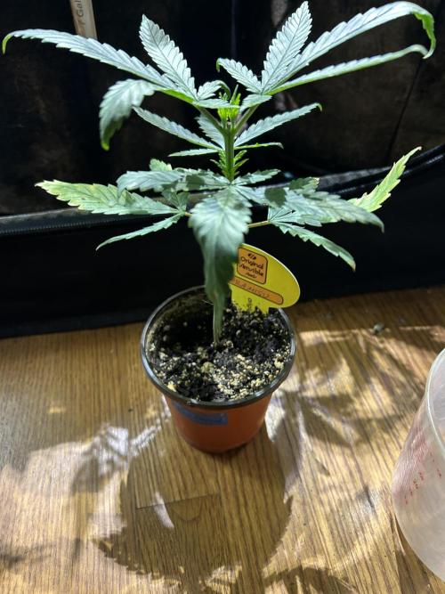 OSS - Tiramisu. Week 6 - 11/29/25