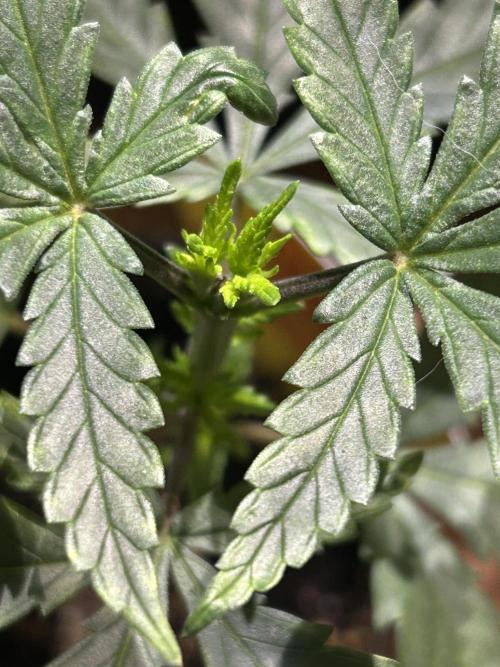 OSS - Tiramisu. Week 6