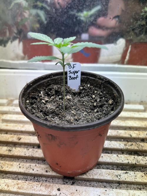 BF - Super Boof. Week 3 - 11/29/25