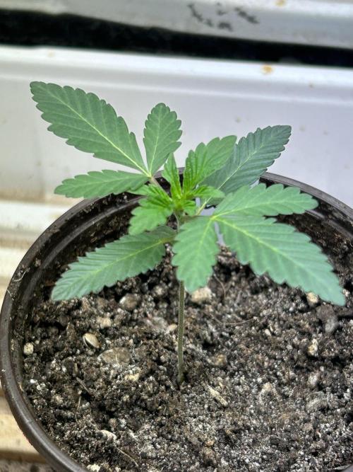 BF - Super Boof. Week 3