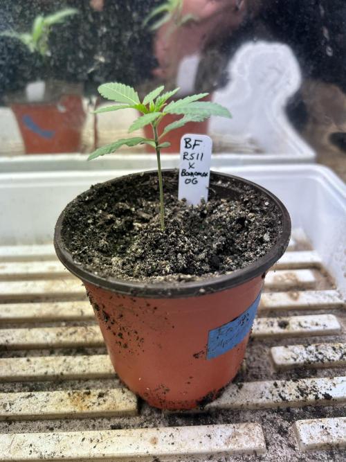 BF - RS11 x Banana OG. Week 3 - 11/29/25