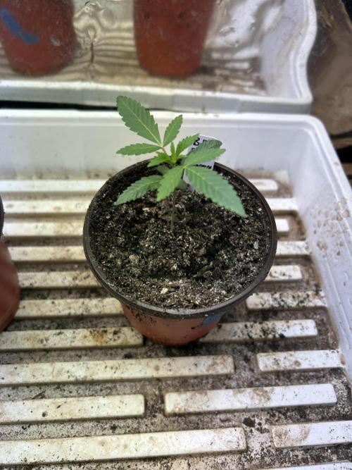 BF - RS11 x Banana OG. Week 3