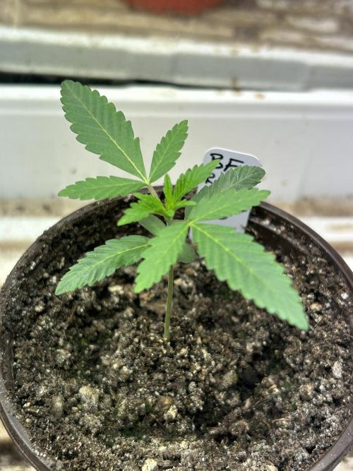 BF - RS11 x Banana OG. Week 3