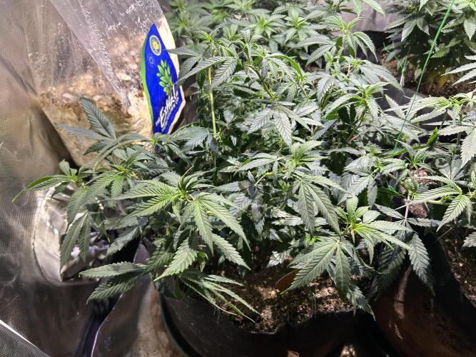 OSS - Do-Si-Dos OG. Week 13 - 11/29/25