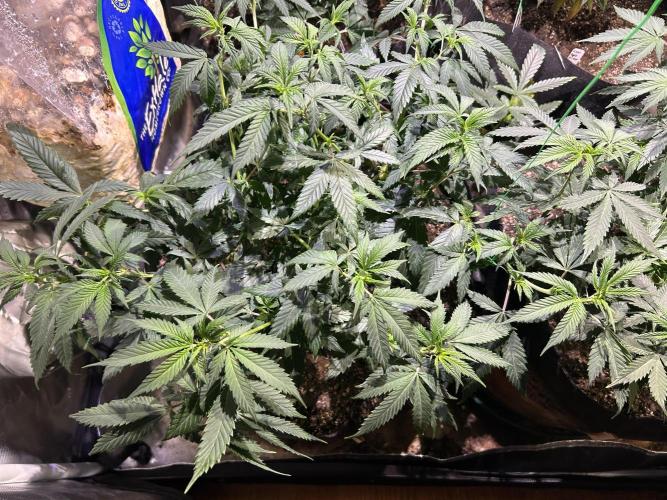 OSS - Do-Si-Dos OG. Week 13