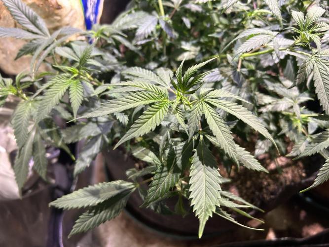 OSS - Do-Si-Dos OG. Week 13