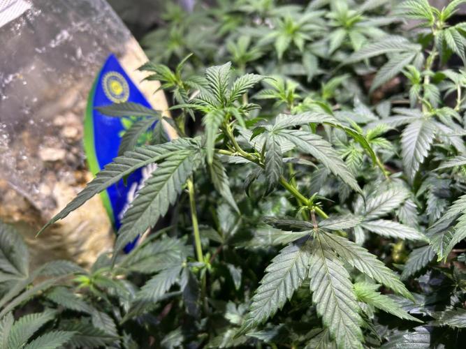 OSS - Do-Si-Dos OG. Week 13