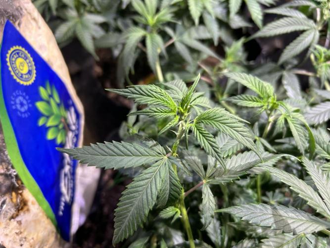 OSS - Do-Si-Dos OG. Week 13